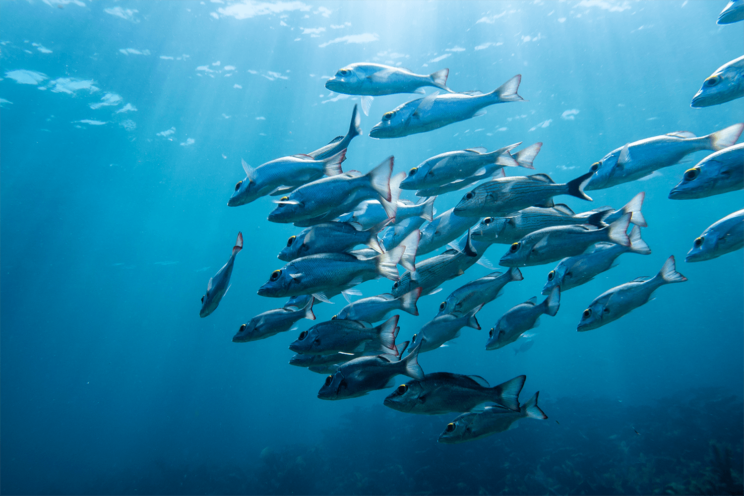 Самое богатое море рыбой. Рыбастон. Полосатик Брайда картинки. Wild Fish. Fisher in the Sea.