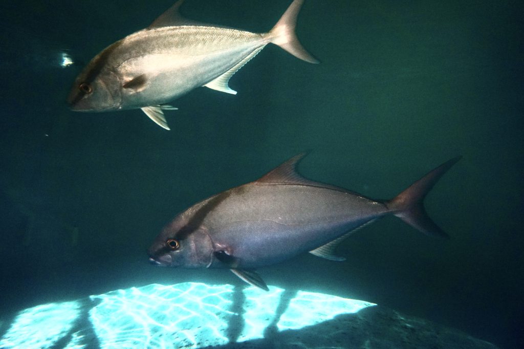 Hawaiian Kampachi fish in an aquaculture tank. Photo by Mark Tagal