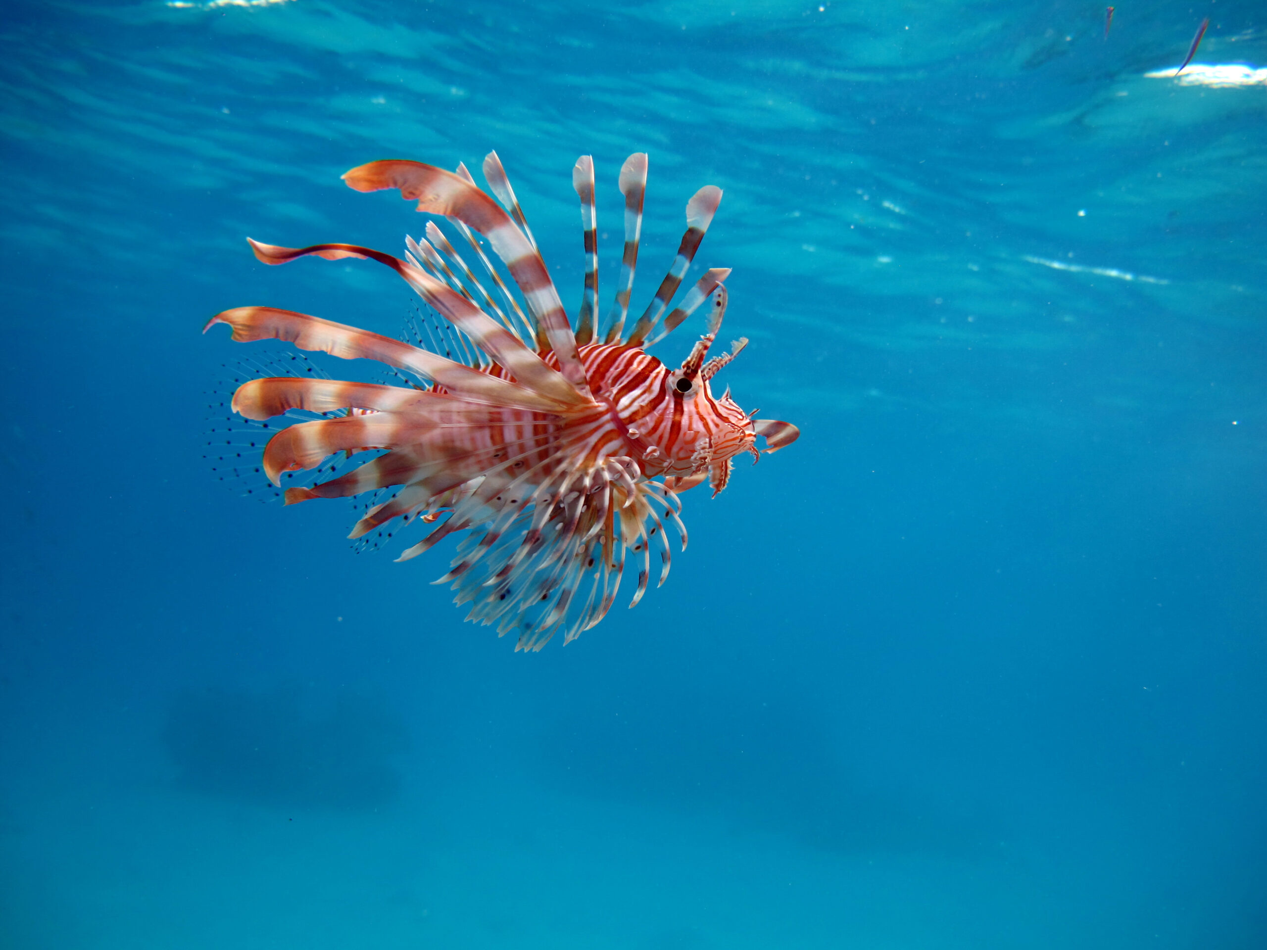 Lionfish.,Fish,-,A,Type,Of,Bone,Fish,Osteichthyes.,Scorpaenidae.