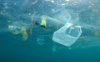 Embrace Plastic-Free July: Small Steps, Big Difference