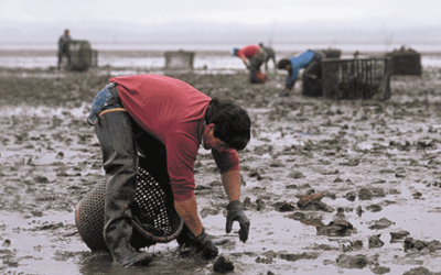 IBSS Awarded Task to Help NOAA Fisheries Assess Disease and Biosecurity Impacts Related to Federal Aquaculture Opportunity Areas (AOAs)