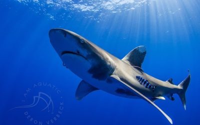 IBSS Awarded Task to Provide Shark Tagging Services to NOAA Pacific Islands Fisheries Science Center