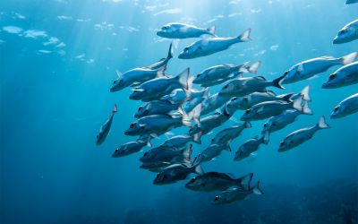 $3 Billion IDIQ Awarded to IBSS for NOAA ProTech Fisheries Domain