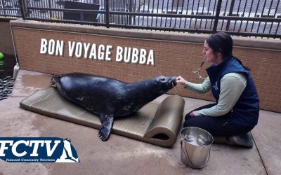 Repairs Mean Rehoming at NOAA Woods Hole Aquarium