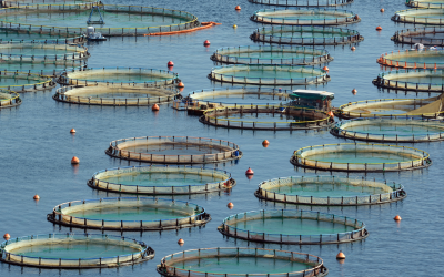 Debunking Common Myths About Aquaculture
