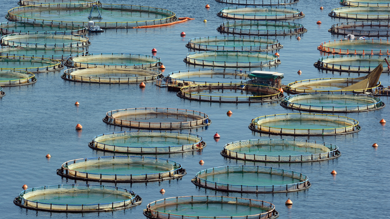 Aquaculture