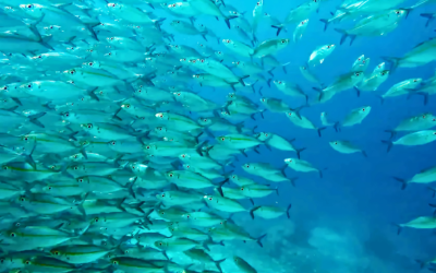 How Changing Ocean Conditions Affect Fisheries and Seafood Supply